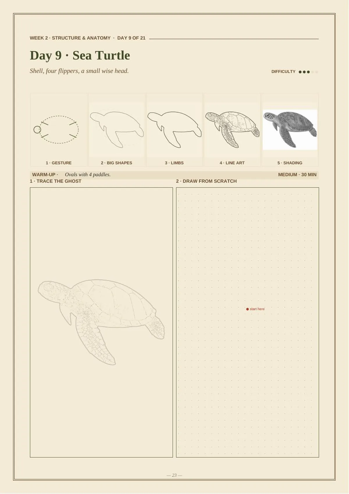 30 Days of Marine Animals — Beginner Drawing Masterclass — Day 09 · Sea Turtle thumbnail