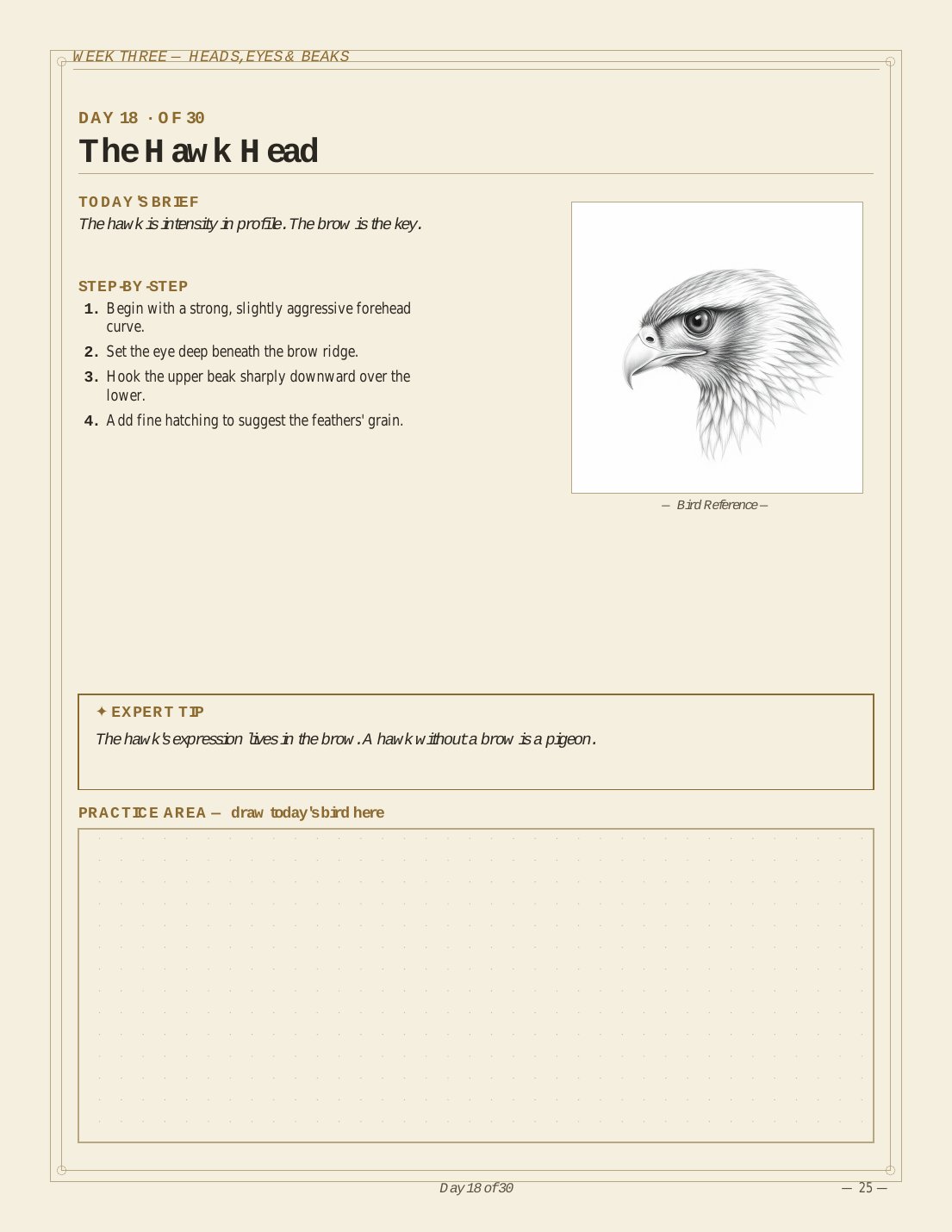 30 Days Bird Drawing — Feathers thumbnail